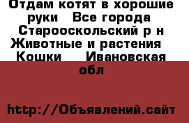 Отдам котят в хорошие руки - Все города, Старооскольский р-н Животные и растения » Кошки   . Ивановская обл.